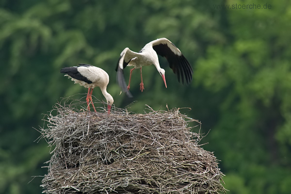 Alltag am Horst
