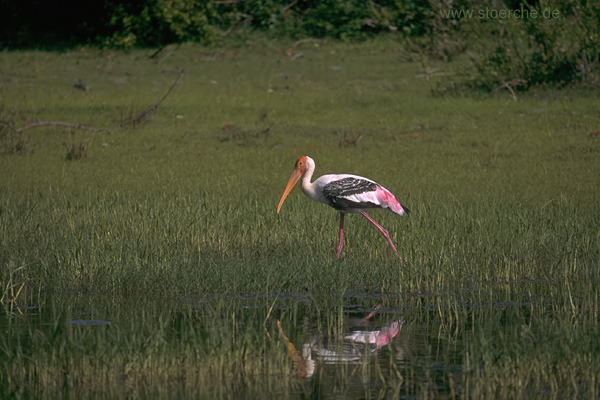Buntstorch