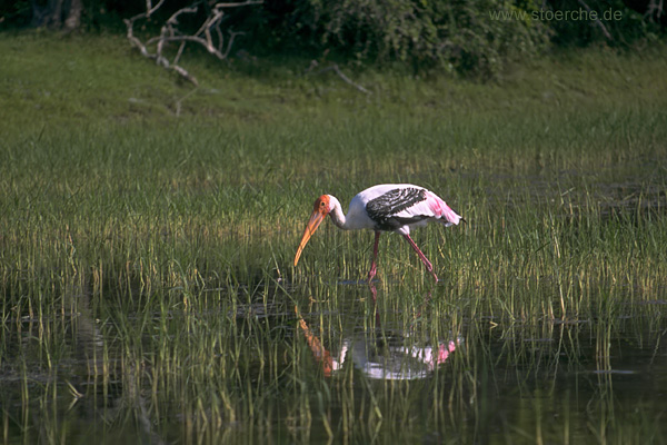 Buntstorch