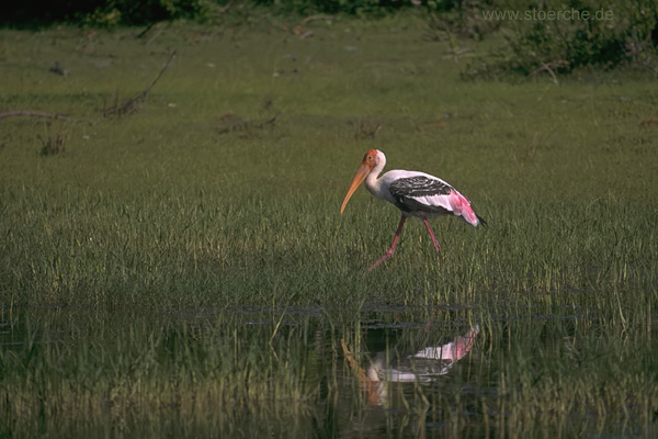 Buntstorch