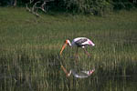 Buntstorch