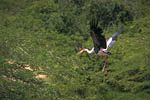 Buntstorch
