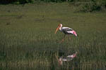 Buntstorch