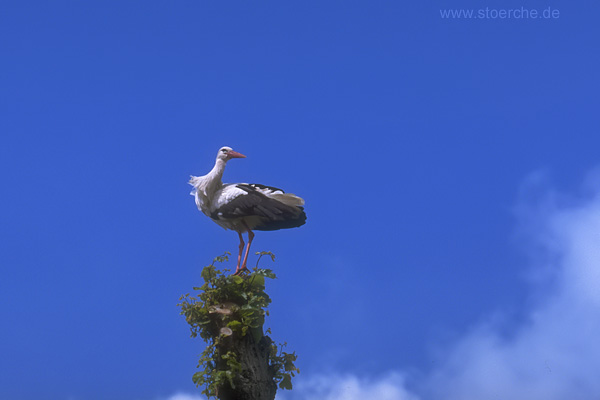 Storch