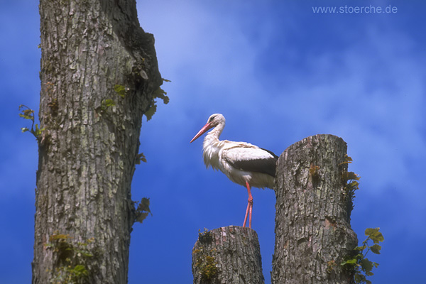Storch