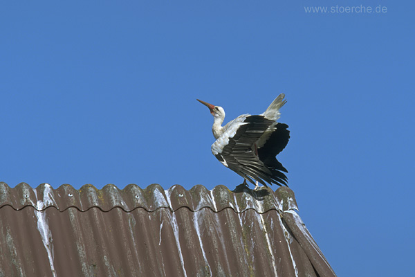 Storch