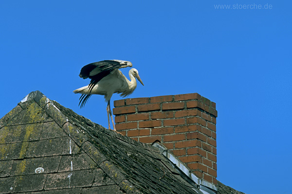 Storch