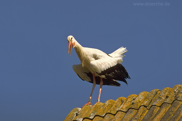 Storch