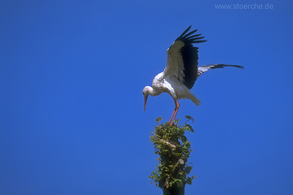 Storch