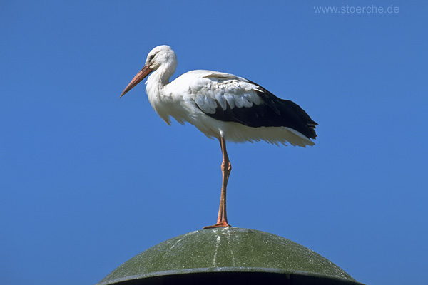 Storch
