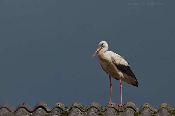 Storch