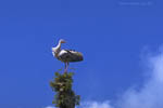 Storch