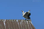 Storch