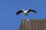 Storch