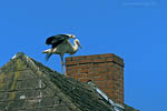 Storch