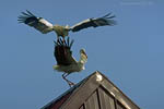 Storch
