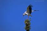 Storch