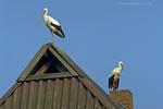 Storch