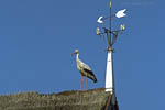 Storch