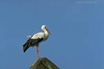 Storch