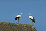 Storch