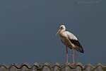 Storch
