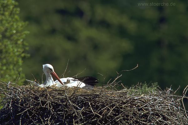 Storch