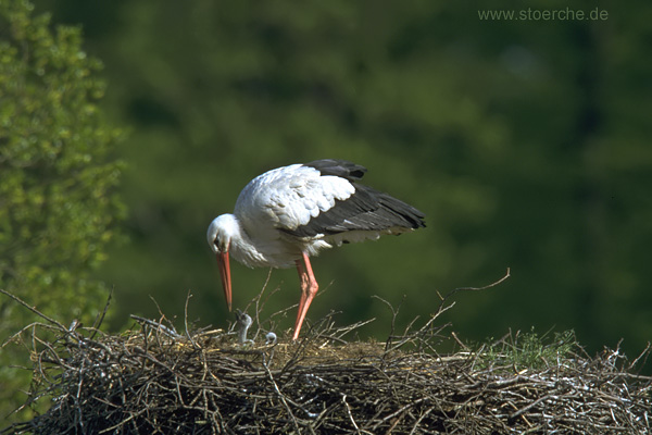 Storch