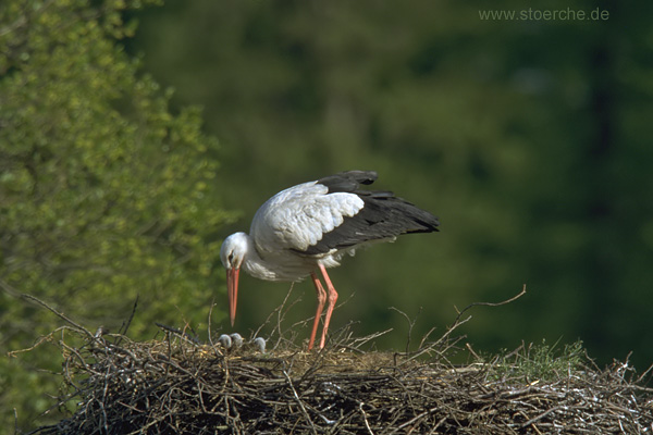 Storch