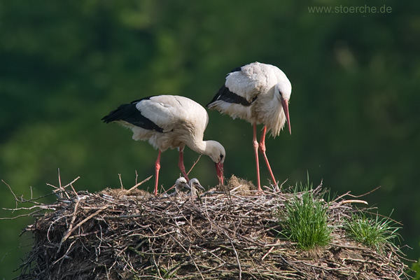 Storch