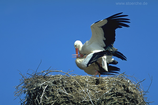 Storch