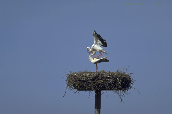 Storch