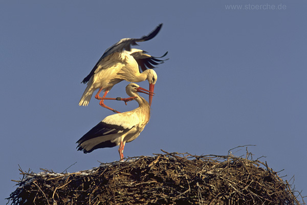 Storch