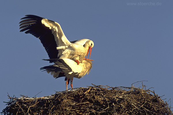 Storch