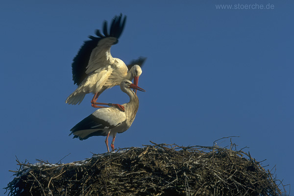 Storch