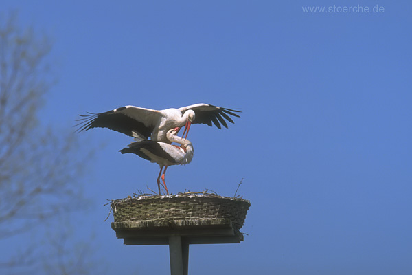 Storch