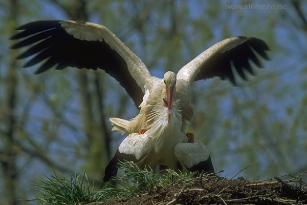 Storch