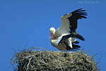 Storch