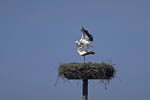 Storch