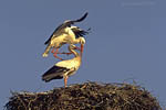 Storch