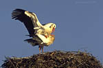 Storch