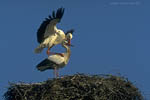 Storch