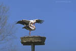 Storch