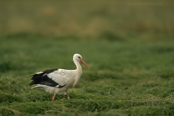 Storch