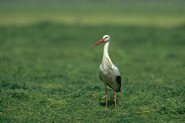 Storch