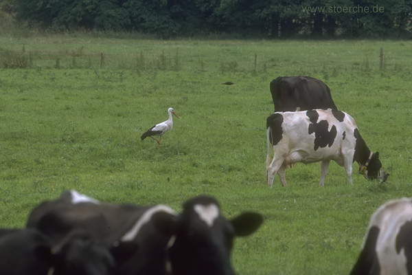 Storch