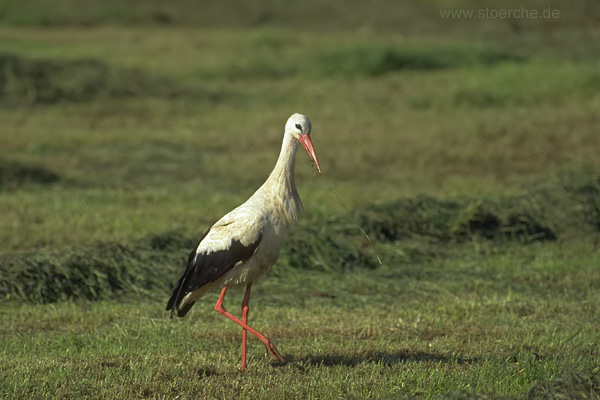 Storch