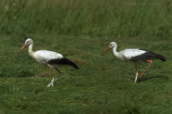 Storch