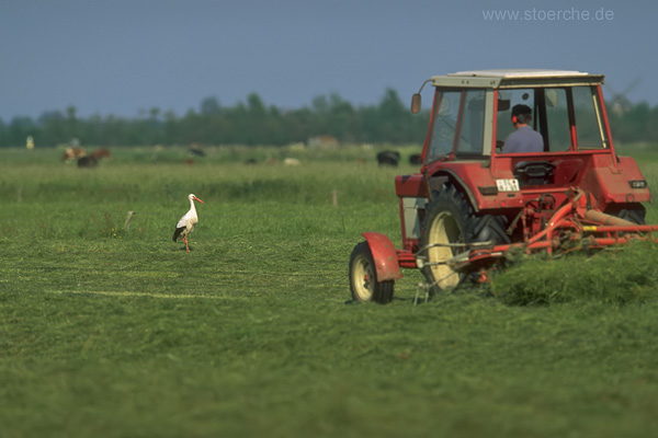 Storch