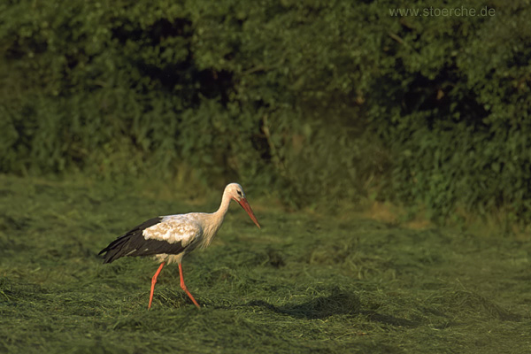 Storch